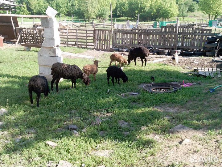 Овцы бараны ягнята оптом