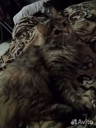 Кошка в дар