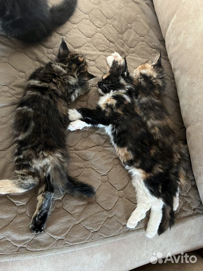 Котята мэйн-кун