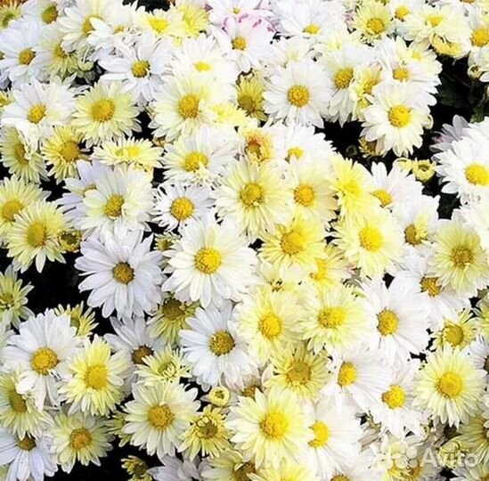 Хризантема ромашковая белая и розовая