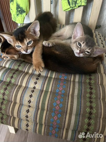 Абиссинские котята