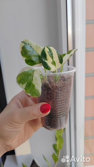 Сциндапсус н джой