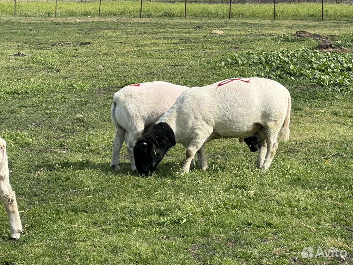 Баранчики дорпер