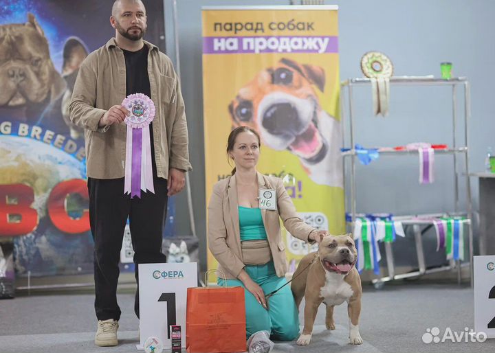 Американский булли вязка