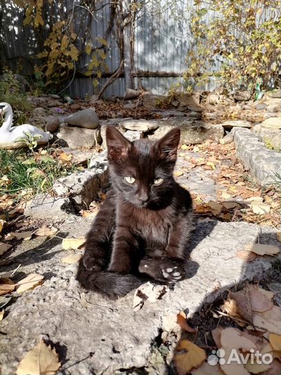 Черный котенок