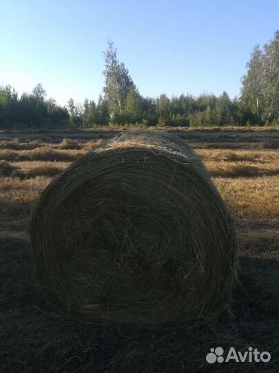 Сено в рулонах 2024
