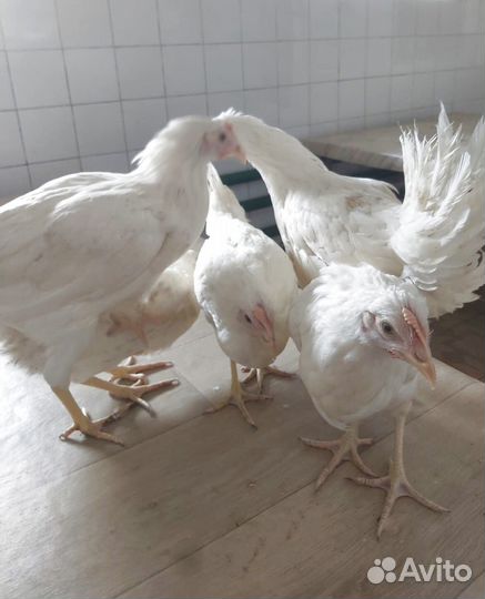 Куры Несушки Молодки