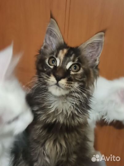 Котенок Мейн кун