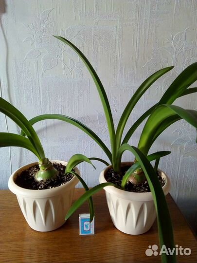 Валотта прекрасная, амариллисы и гиппеаструмы