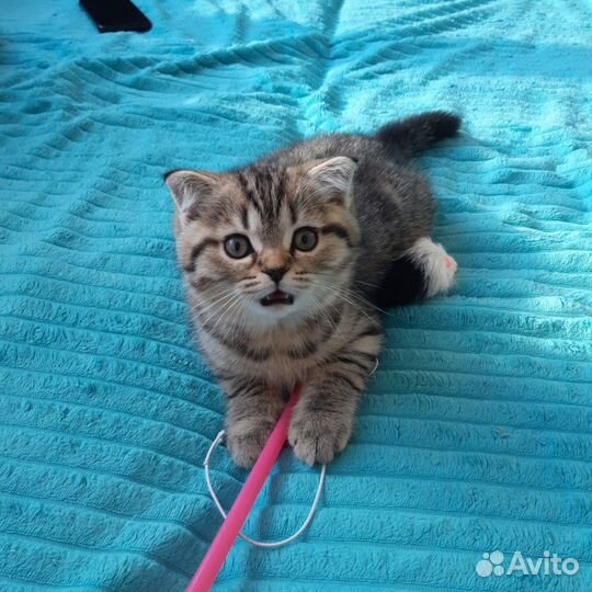 Британская вислоухая