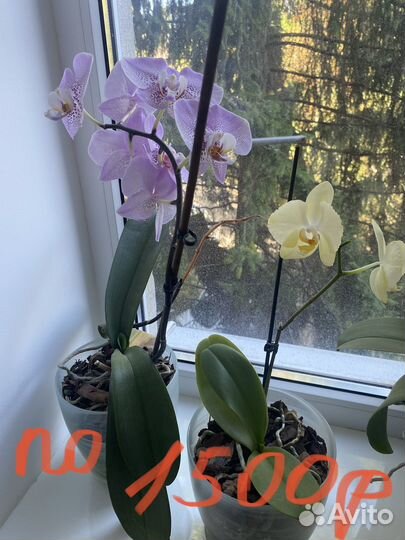 Комнатные растения цветы