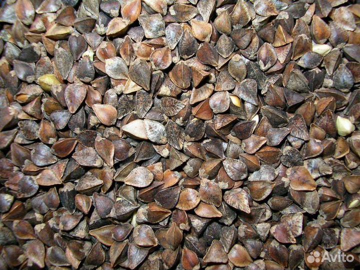 Семена гречихи