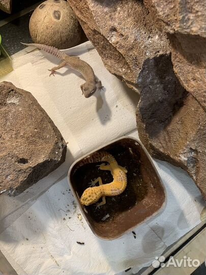 Эублефар с террариумом