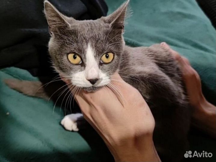 Продажам кошек