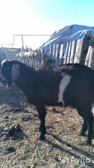 Козы и козлы