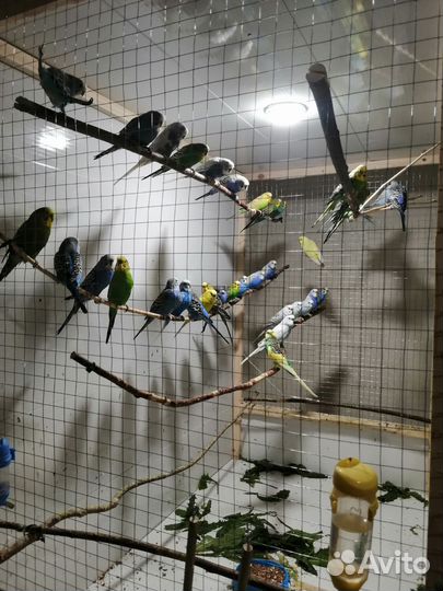 Продаются волнистые попугайчики