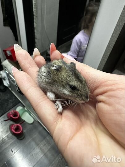 Джунгарский хомяк бесплатно