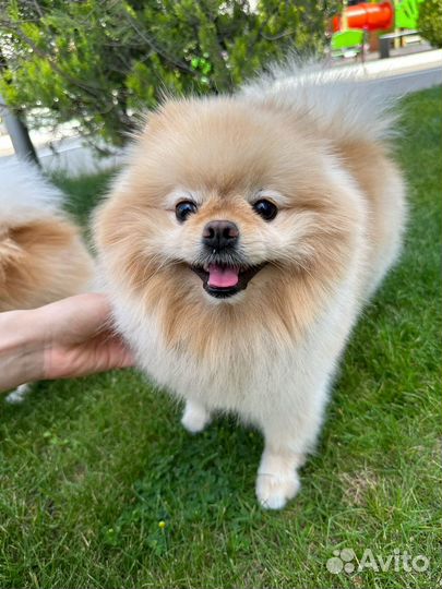 Померанский шпиц вязка кобель