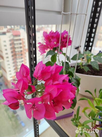 Опора для вьющегося растения