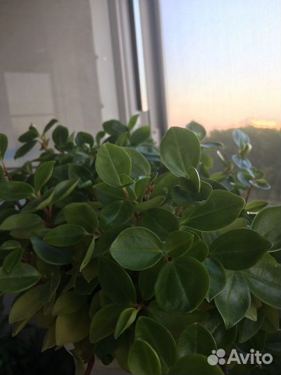 Пеперомии, спатифилум, аихризон