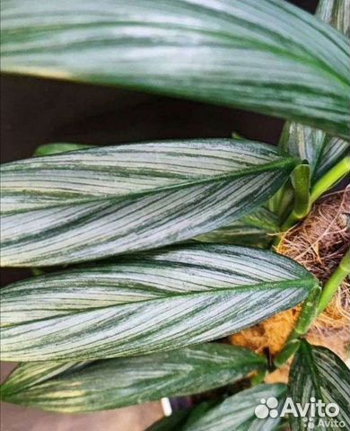 Эпипремнумы разные сорта