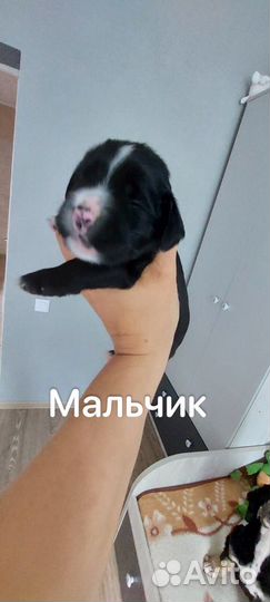 Кокер спаниель щенки