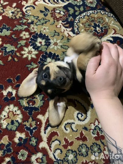 Продам таксу