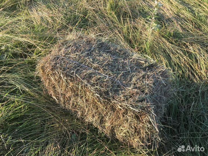 Сено свежее укос 2024