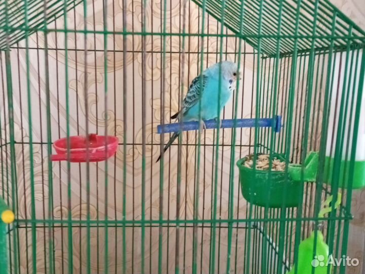 Птицы попугай