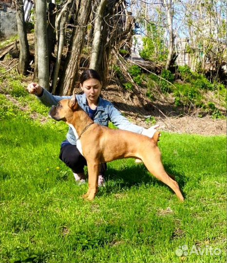 Хендлер, Инструктор по вязке, дрессировка