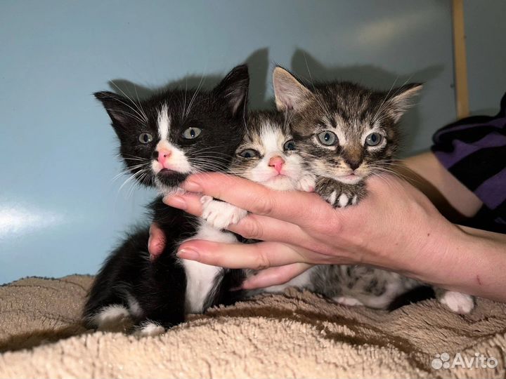 Котятки в Добрые Руки