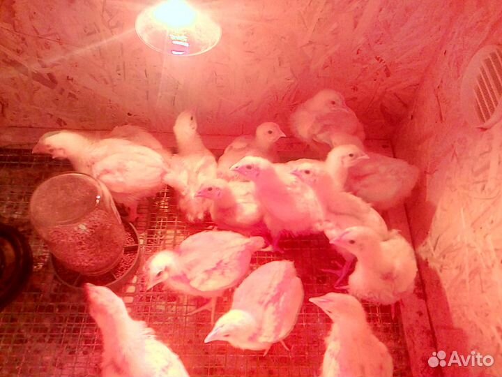Брудер для цыплят (по вашим размерам)