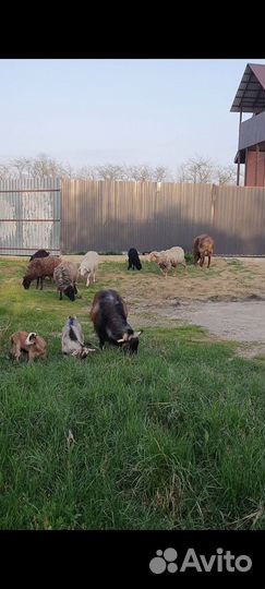 Бараны на мясо