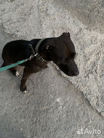 Питбультерьер