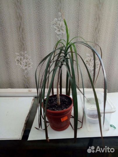 Комнатные цветы