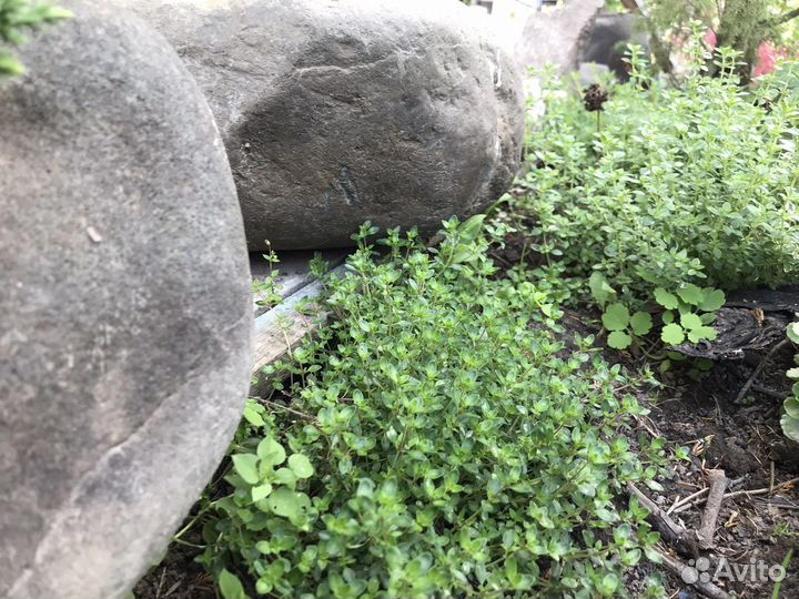 Тимьян ползучий (лимонный, чабрец)