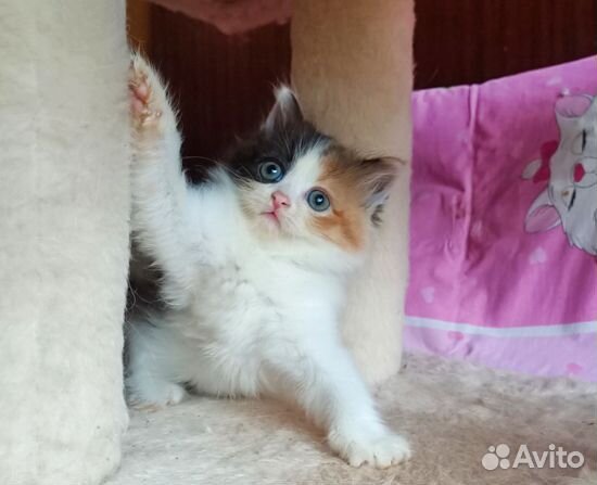 Красивая девочка