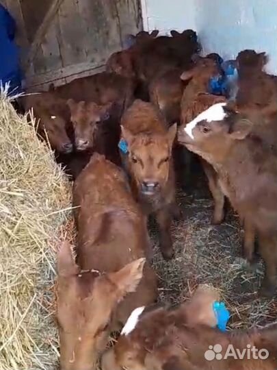 Бычки и телята