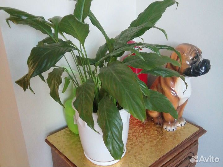 Спатифиллум