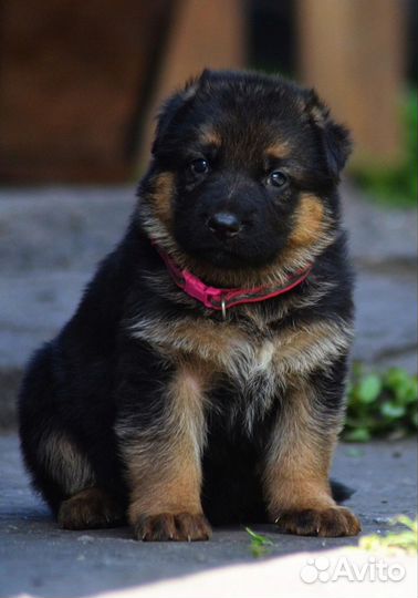 Немецкая овчарка