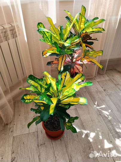 Комнатные цветы для дома и офиса