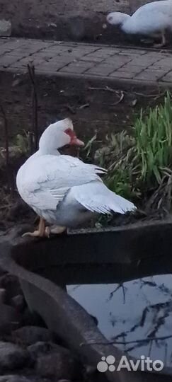 Яйцо индоутки