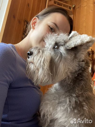 Передержка животных, собак