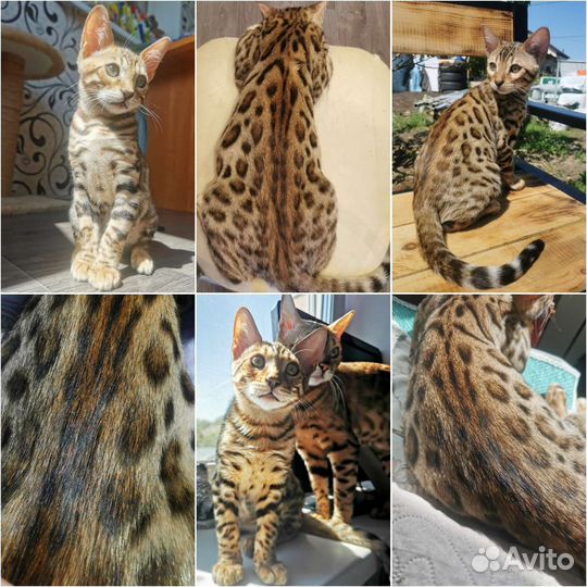 Бенгальские котята
