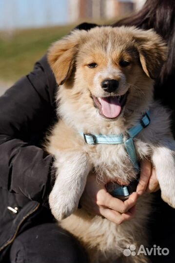 Щенок девочка в добрые руки