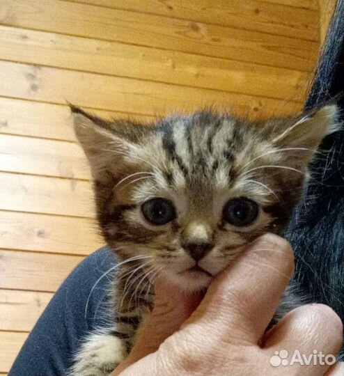 Шотландская