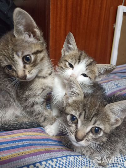 Кошки в добрые руки