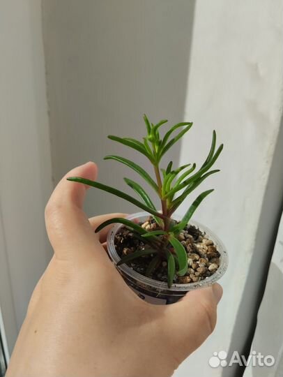 Местоклема