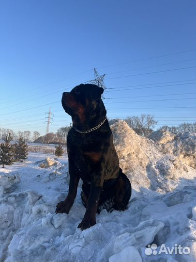 Вязка ротвейлера