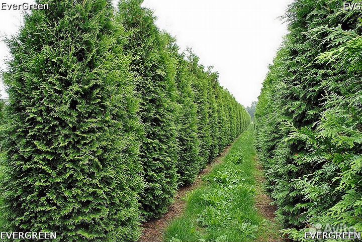 Туя смарагд